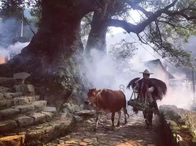 空中致富果 “莓”红映春节